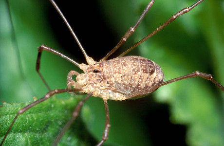 Schwarzauge (Rilaena triangularis) - © Christian Komposch